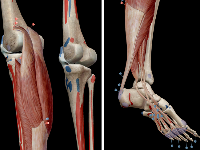 Muscular-system-plantarflexion-distal-leg-triceps-surae-plantaris-soleus