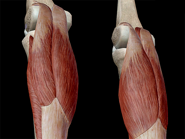 triceps surae achilles tendon gastrocnemius