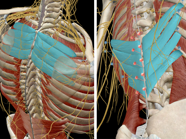 Musculoskeletal-serratus-posterior-thorax