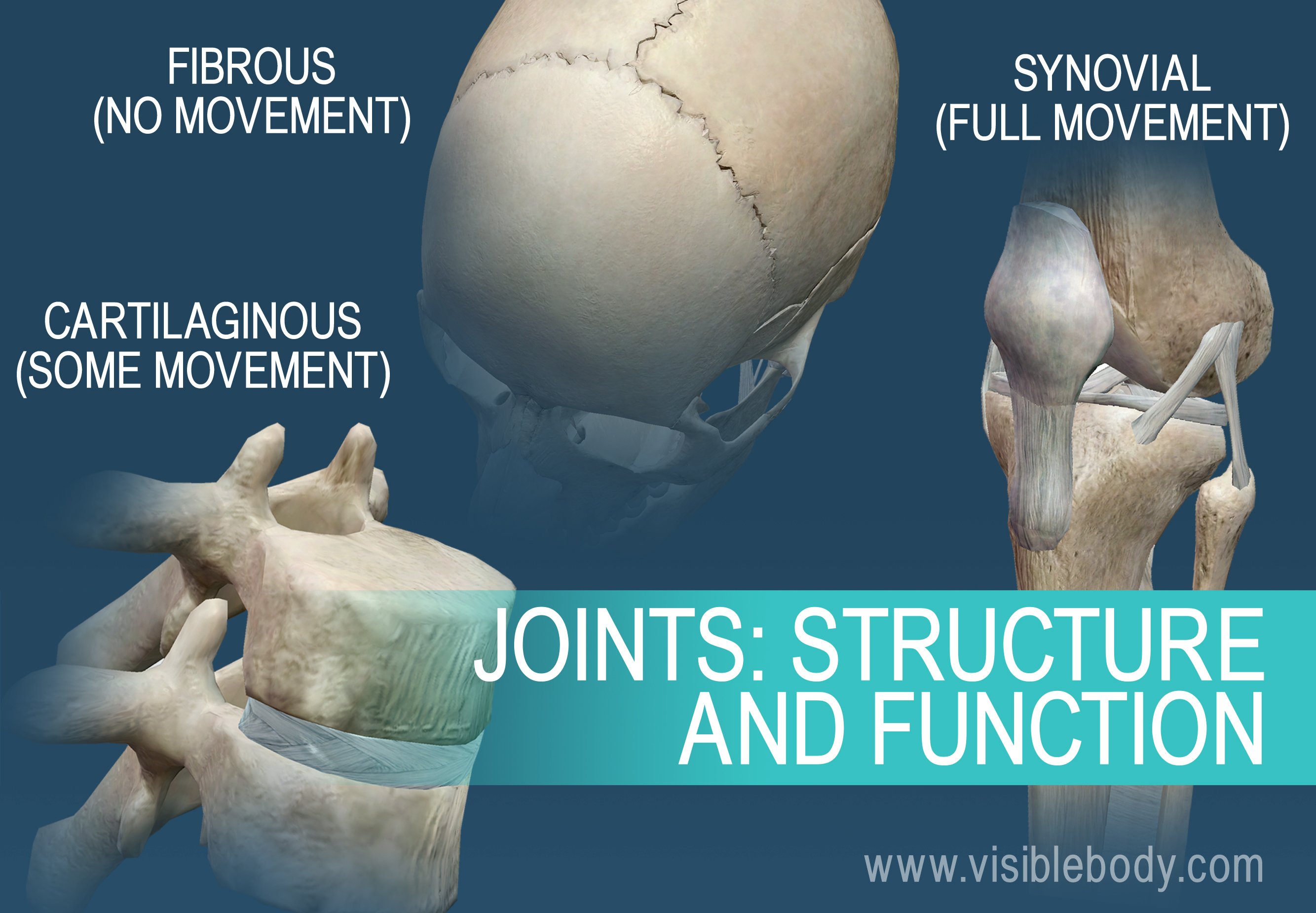 Joints can be named for their motion type, or their composition