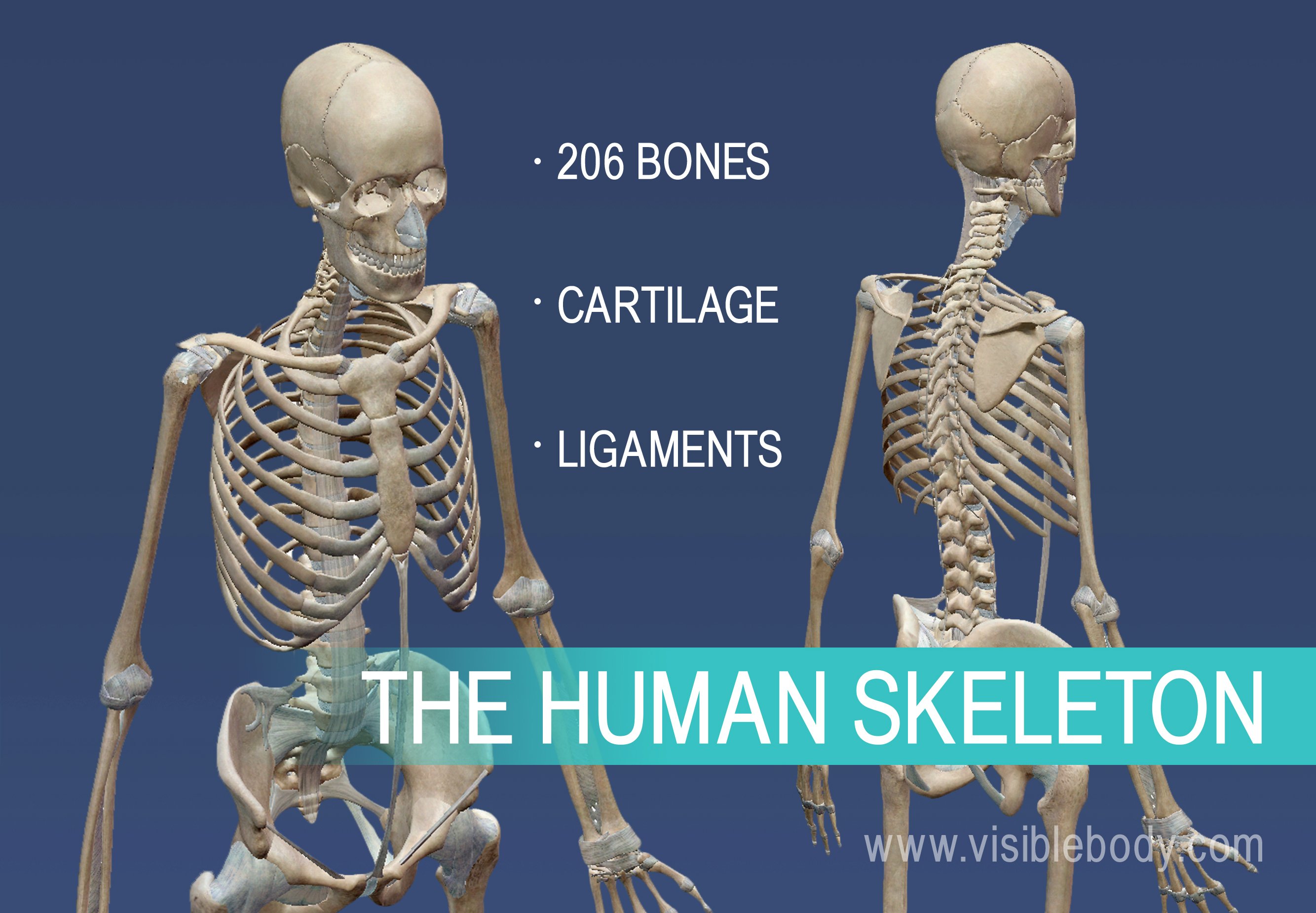 The skeletal system is composed of 206 bones, cartilage, and ligaments