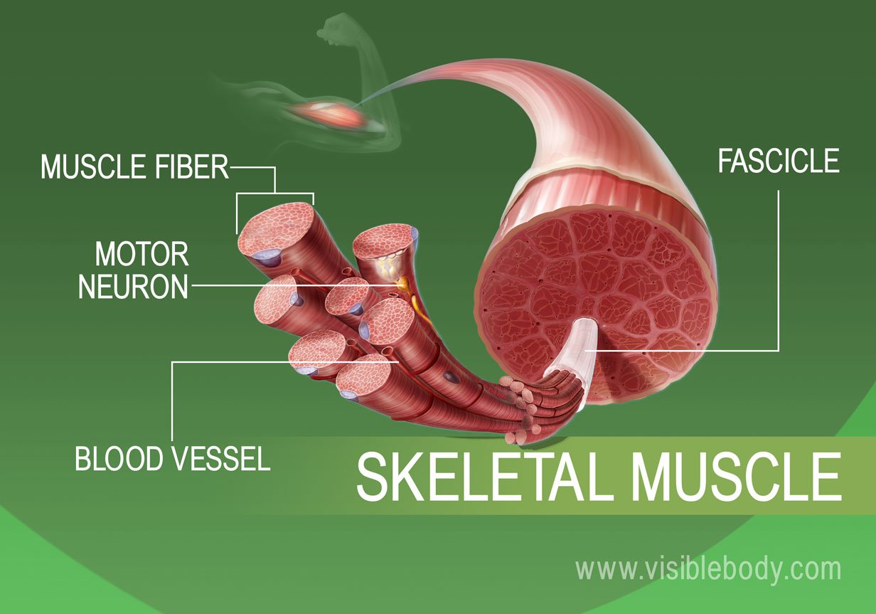 Skeletal Cardiac And Smooth Muscle Chart