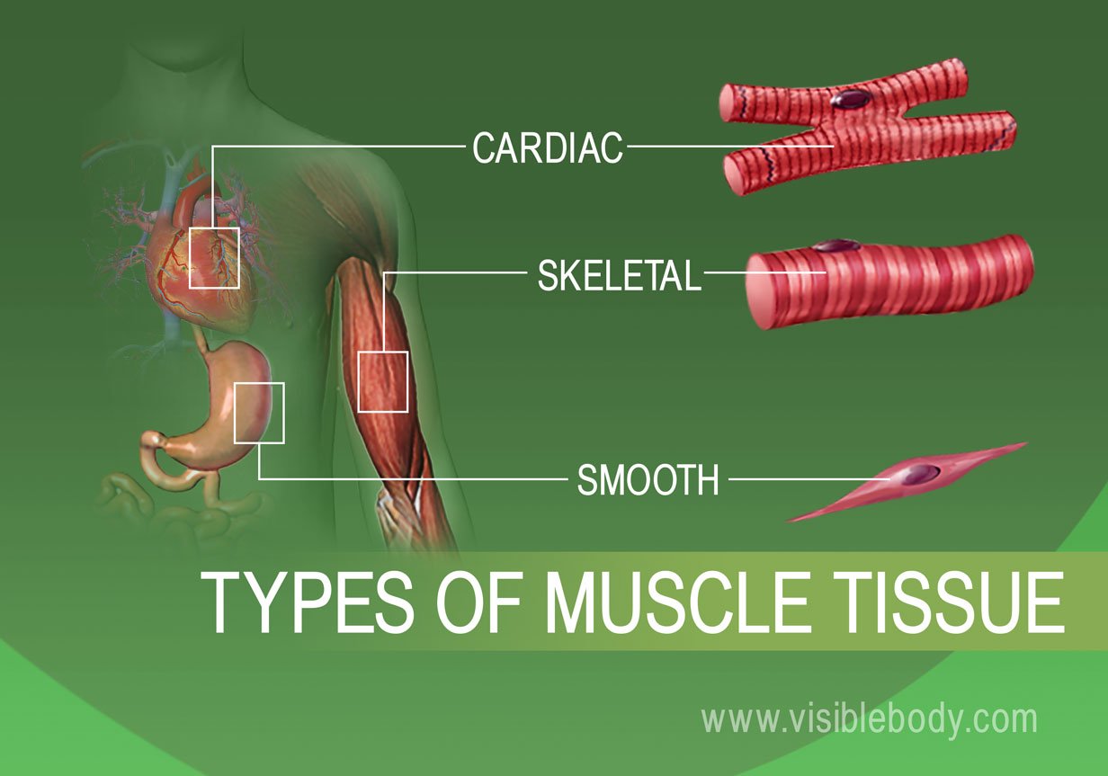 Muscle cardiaque, squelettique et lisse dans le corps humain