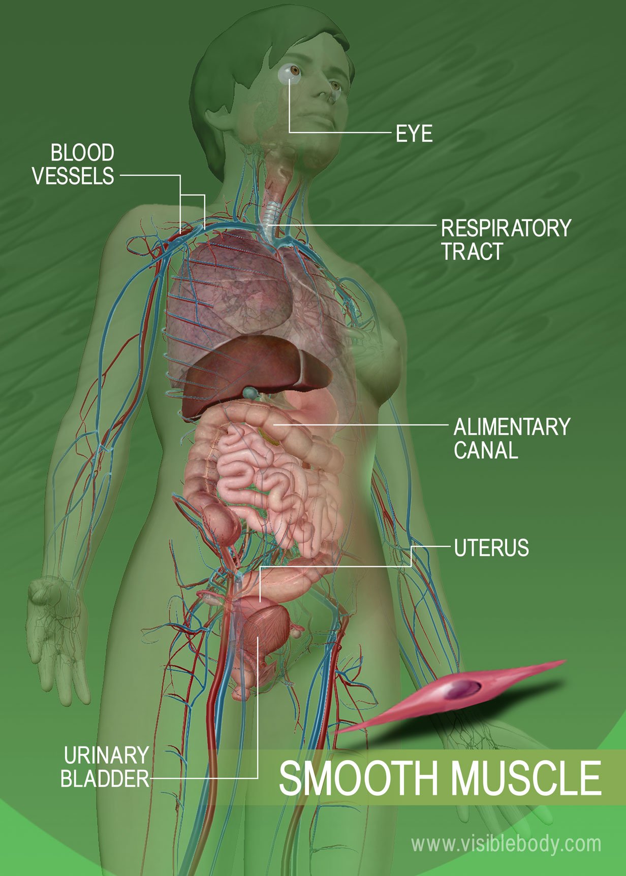 cardiac muscle diagram labeled