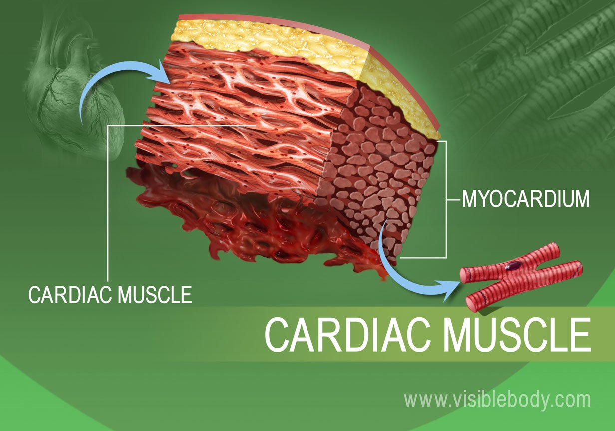 Close up of cardiac muscle tissue in the human body