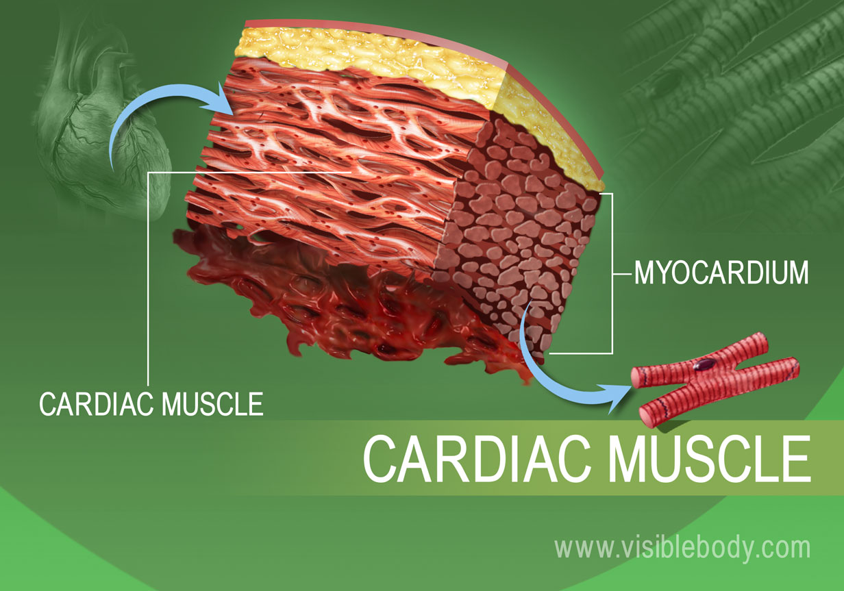 Muscle Types Learn Muscular Anatomy