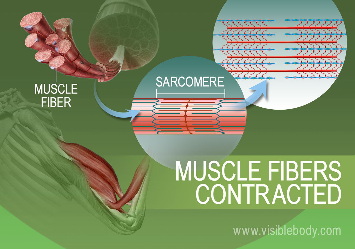 what is the next step in muscle contraction