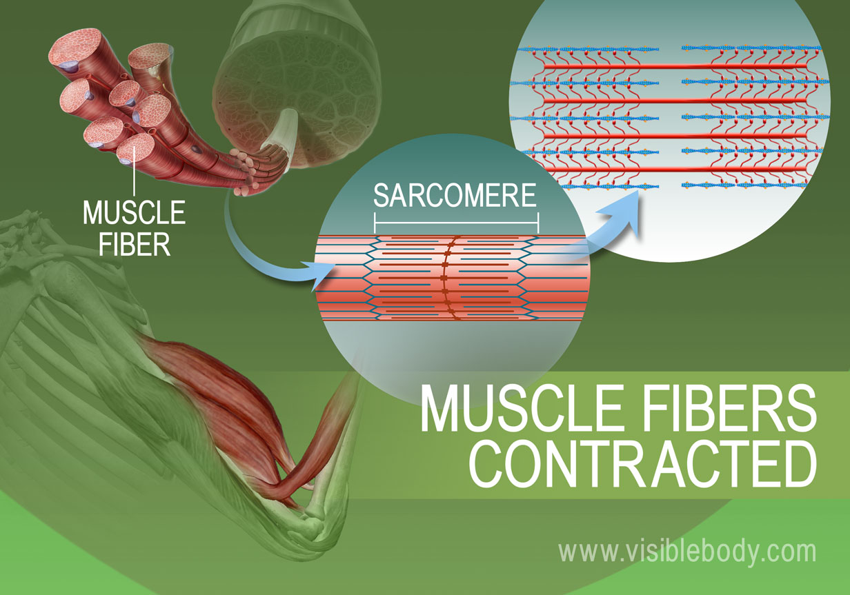 Muscle Contractions How Neurotransmitters And Chemical Reactions Move 