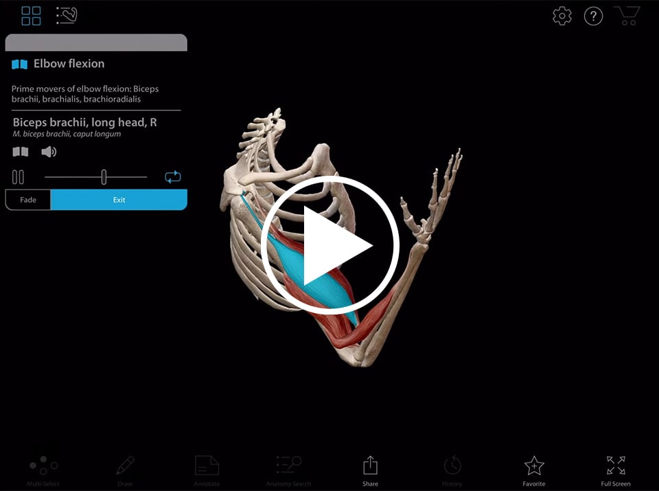 Aperçu des muscles  Apprentissage de l'anatomie musculaire