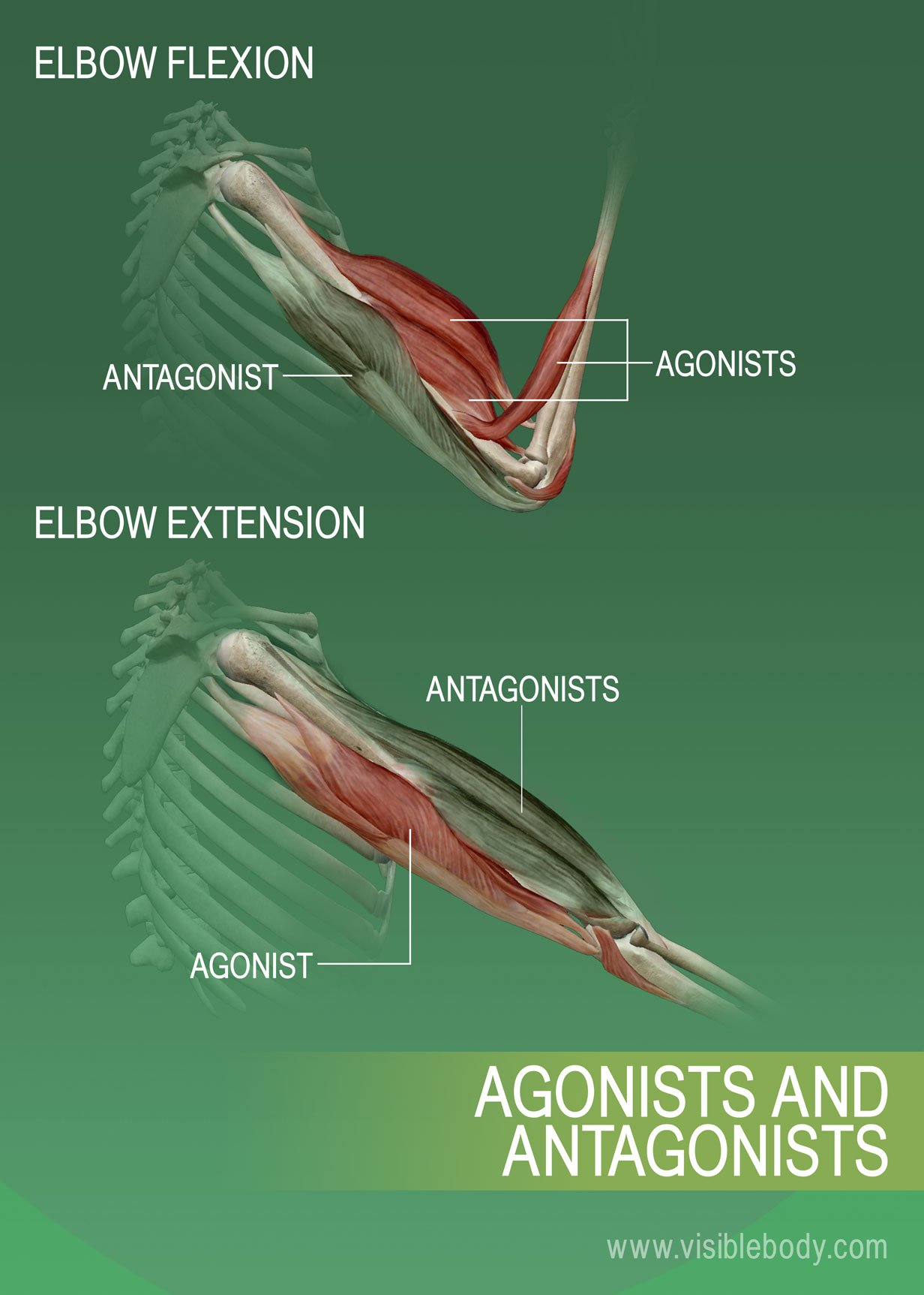 Agonists, antagonists, and synergists of muscles