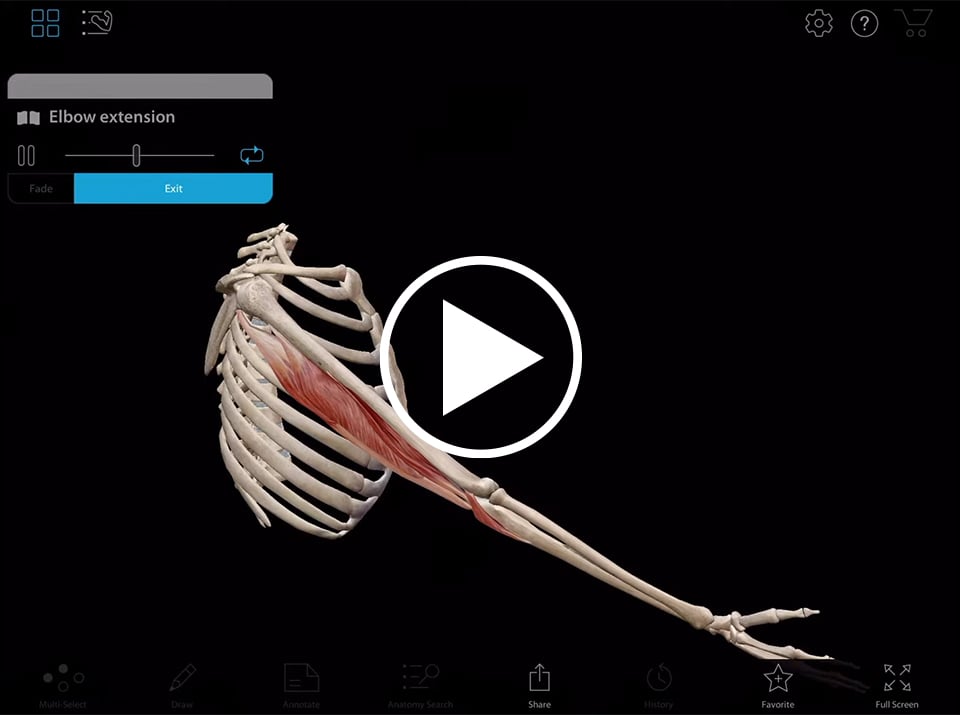 Modèle animé de la flexion du triceps présenté dans l'appli Muscle Premium de Visible Body