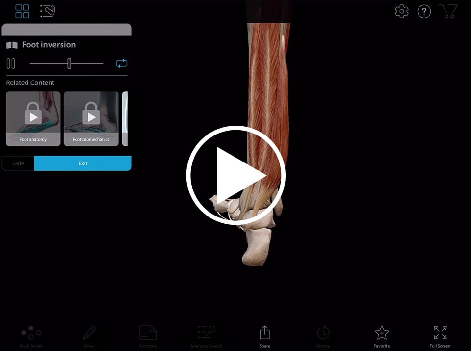 Animation de l'inversion et de l'éversion présentée dans l'appli Muscle Premium