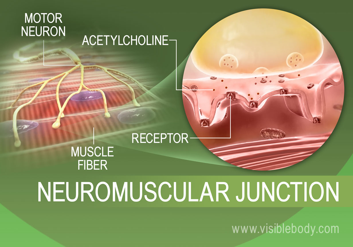 1-neuromuszkuláris csomópont