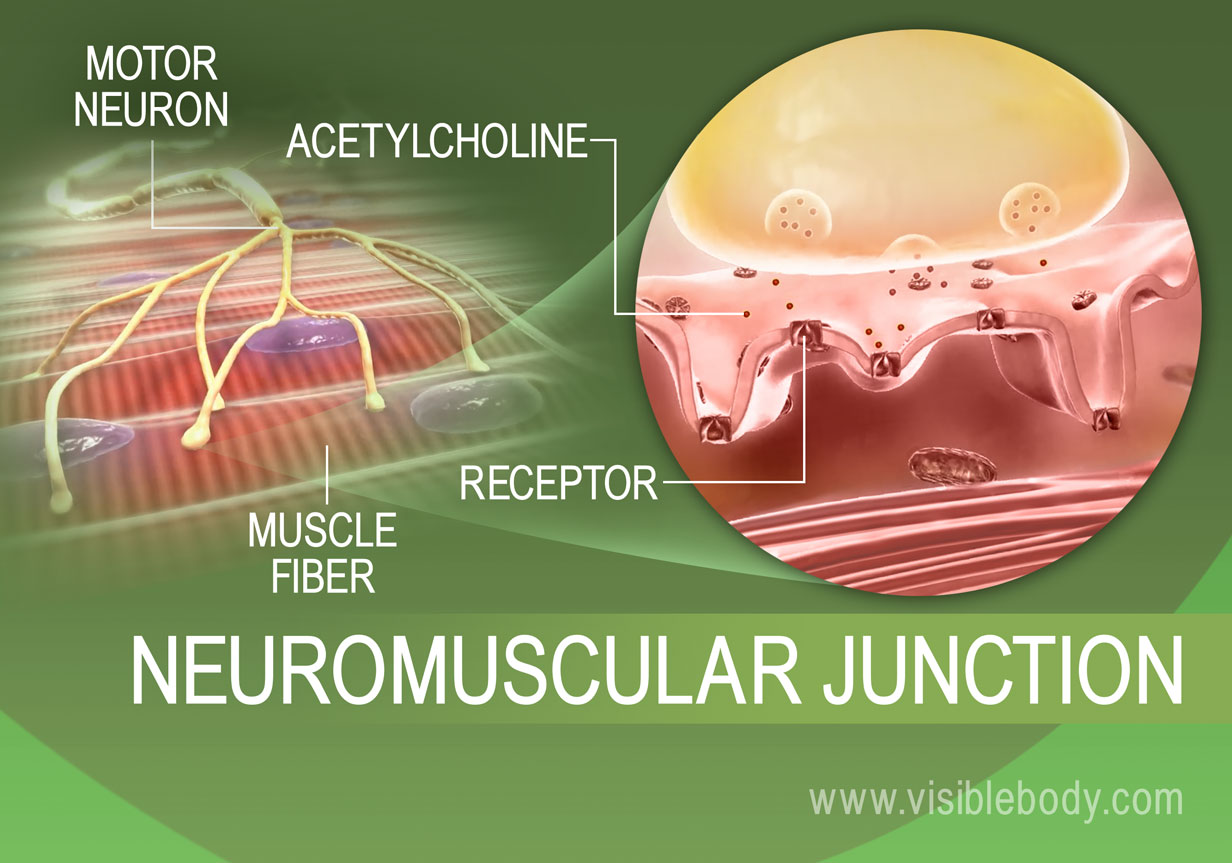 Jonction 1-neuromusculaire