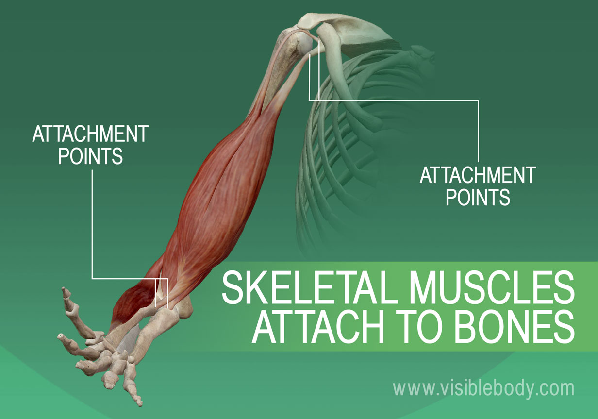 5B-Músculos Esqueléticos-Unidos a los Huesos
