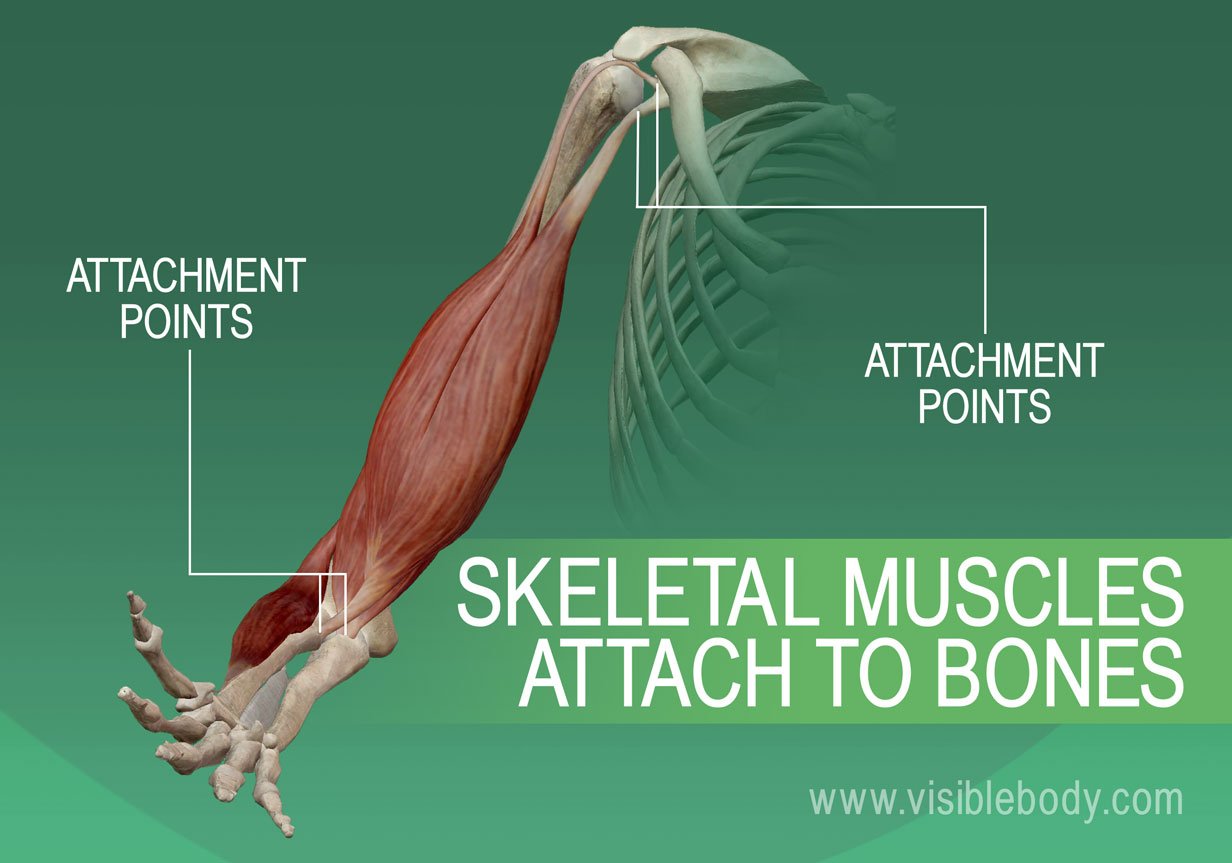 Muscular System Overview - 5 Facts About Muscles | Learn ...