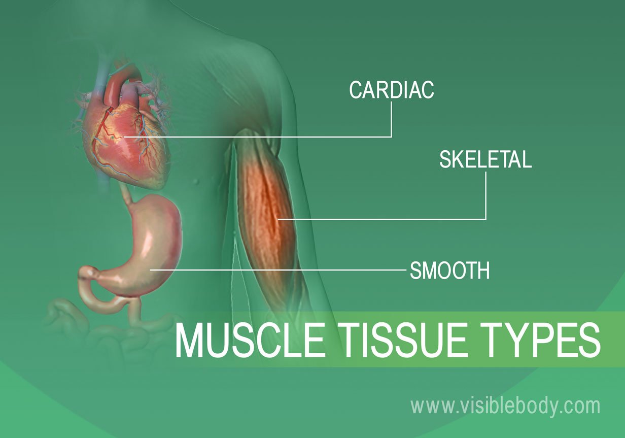 2B-Muscle-Tissue-Types