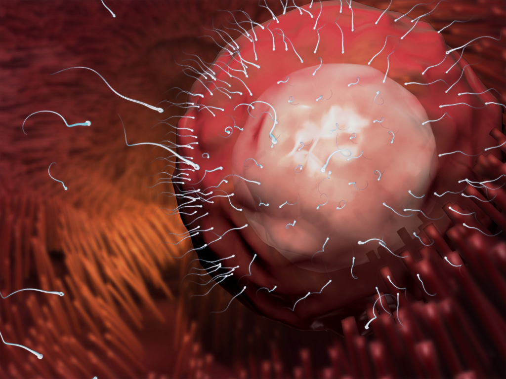 Pregnant Pause A Look At Ovulation Fertilization And Implantation