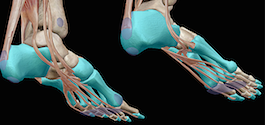 Which muscles function for plantar flexion?