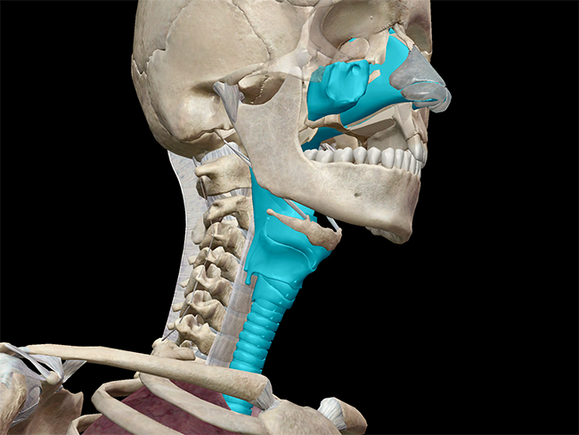 upper respiratory nasal trachea conchae