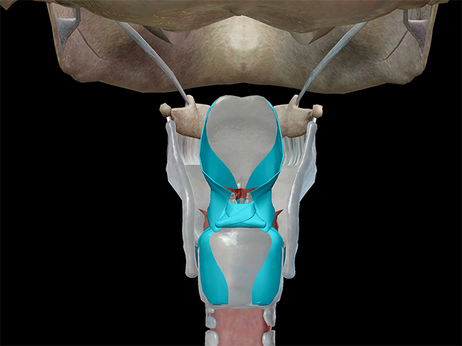 Laryngeal muscles
