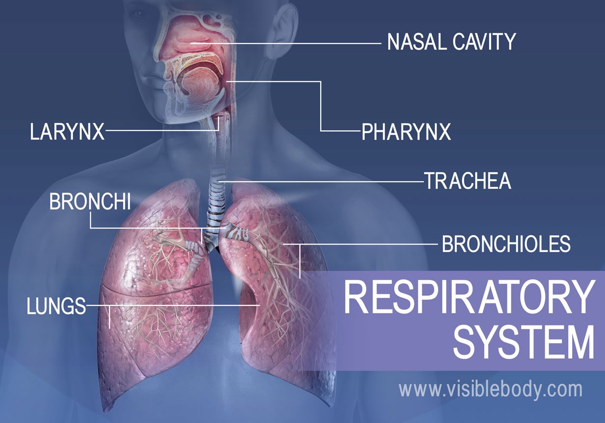 The major structures in the respiratory system include the nasal cavity, pharynx, larynx, trachea, bronchi, lungs, and bronchioles
