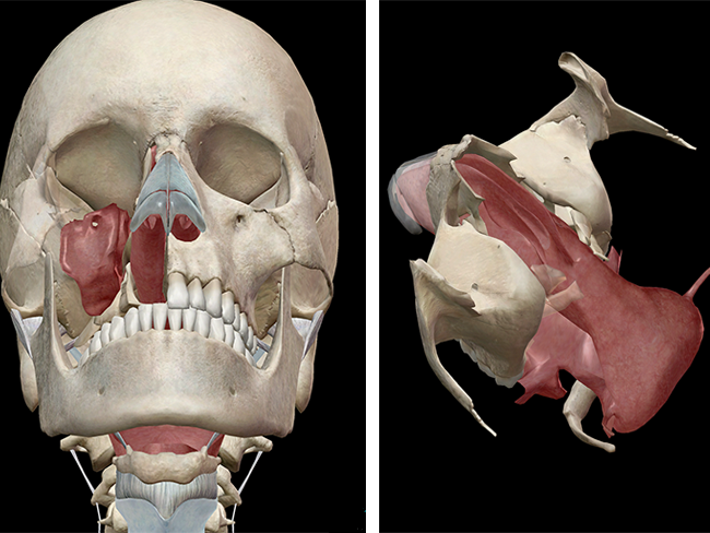 Nasopharynx nasal cavity upper respiratory