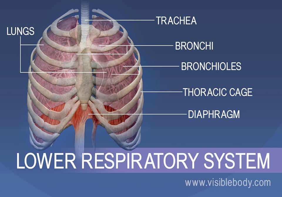 7,800+ Respiratory System Diagram Stock Photos, Pictures & Royalty-Free  Images - iStock | Respiratory system diagram infection, Child respiratory  system diagram