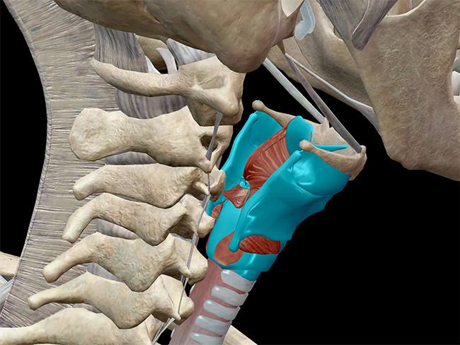 laryngeal skeleton larynx cartilage thyroid cricothyroid