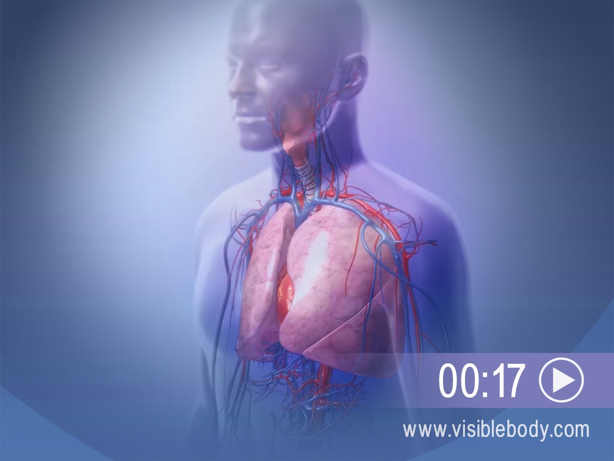 Cliquez ici pour visualiser une animation illustrant la fonction des poumons