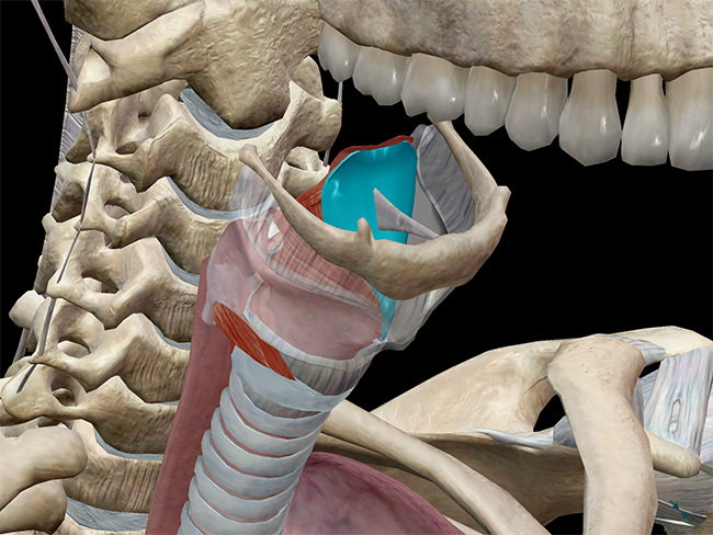 epiglottis glottis glottal larynx