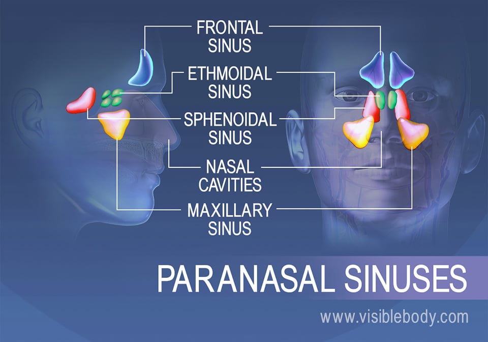 Paranasal sinus regions; frontal, ethmoidal, sphenoidal, and maxillary