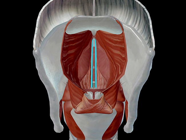 vocal ligaments larynx vocal cords voice sound production