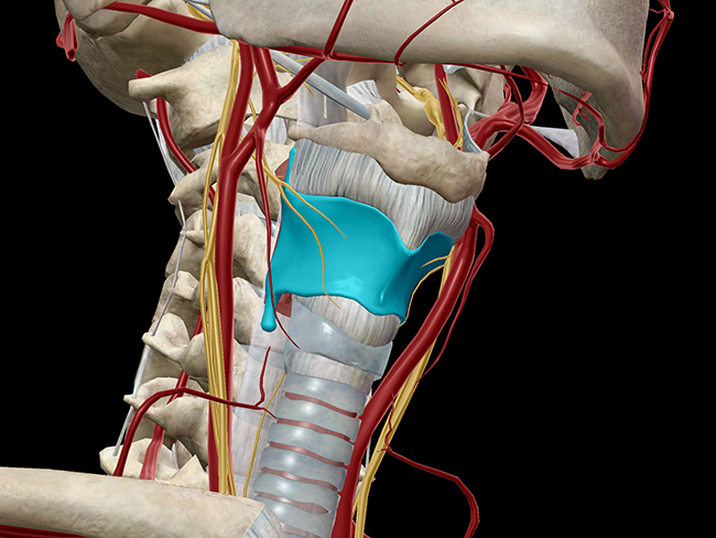 thyroid cartilage laryngeal skeleton larynx vocal cords