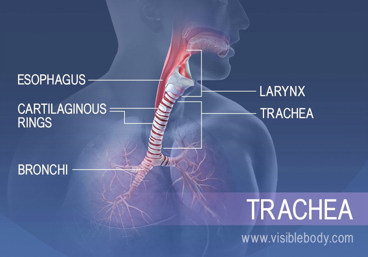 Structures in the tracheal region include esophagus, larynx, cartilaginous rings, and bronchi