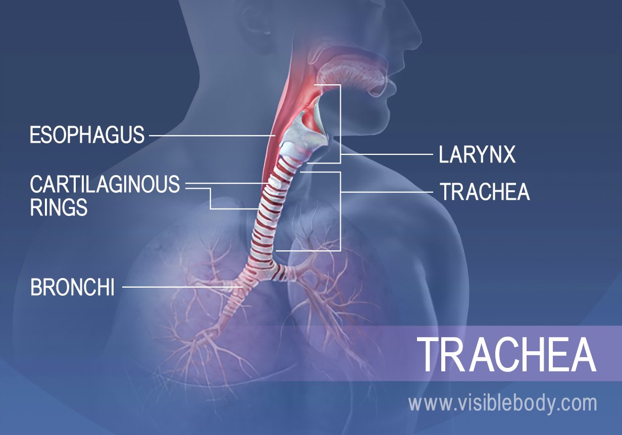 Lower Respiratory System | Respiratory Anatomy