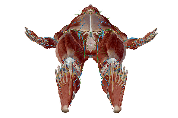 Anatomy and Physiology: Anatomical Position and Directional Terms