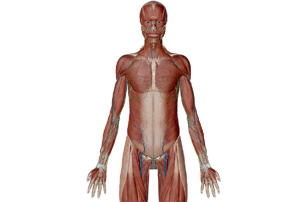 human anatomy muscle planes