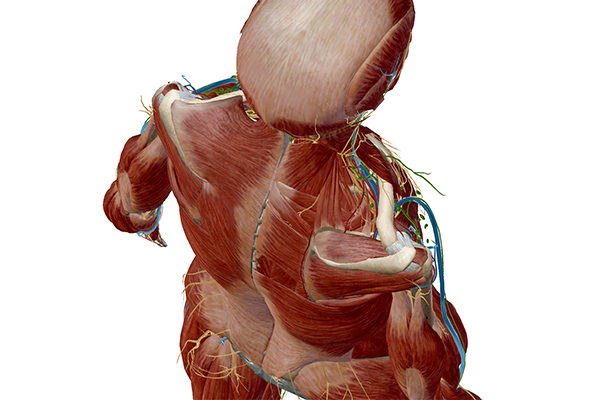 anatomical position