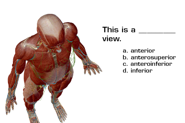 Orientation and directional terms anatomy quiz