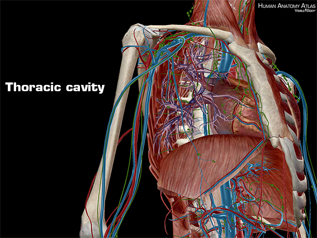 Anatomy Of The Thoracic Cavity Biology Diagrams