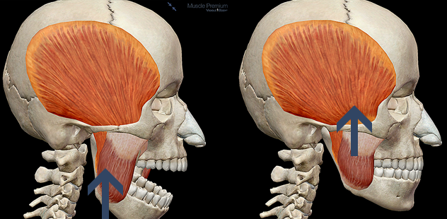 learn muscle anatomy muscles