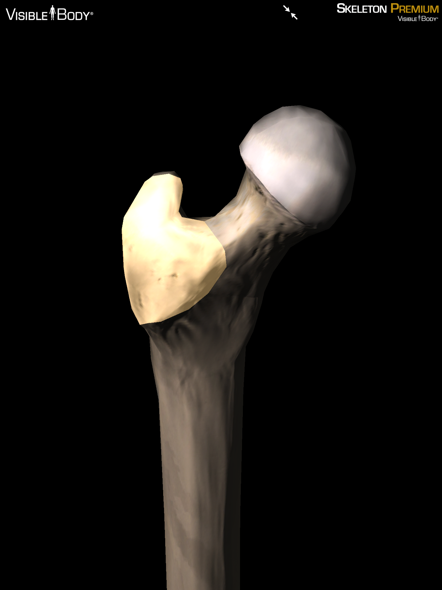 3D Skeletal System: 5 Cool Facts about the Femur