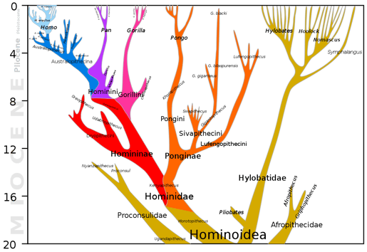 1200px-Hominoidea_lineage.svg