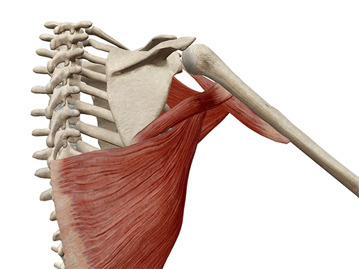 Shoulder-adduction-muscle-action