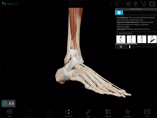 2020-mk-foot-dorsiflexion
