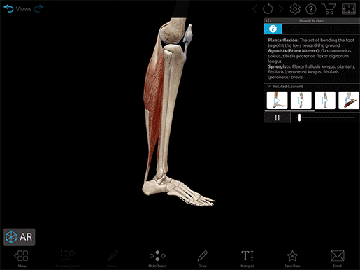 2020-mk-foot-plantarflexion