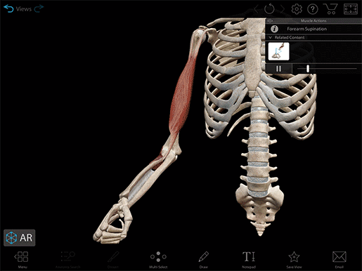 A Visual Guide to Muscle Terminology with Muscles & Kinesiology