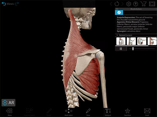 2020-mk-scapula-depression
