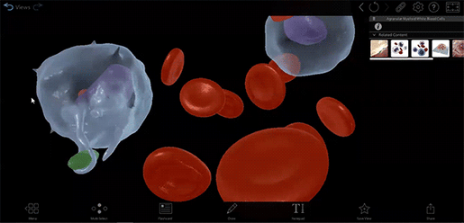 Blood-Cells-Macrophage-gif